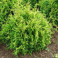 Саженцы Туи западной Столвик (Thuja occidentalis Stolwijk) Р9