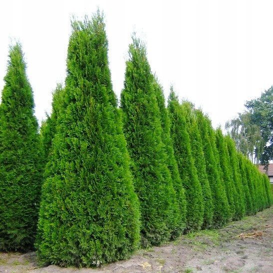 Саджанці Туї західної Фастигата (Thuja occidentalis Fastigata) Р9