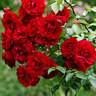 Саджанці бордюрної троянди Літл Баккара (Rose Little Buckaroo)