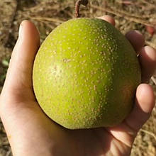 Груша азіатська Олімпік (середньостигла)