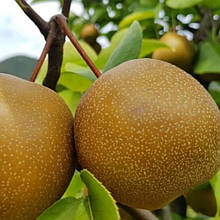 Груша азіатська Шинсейки (пізня)