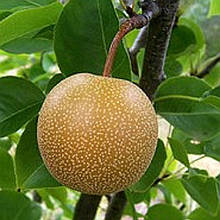 Груша азіатська Ніджисейки (середньостигла)