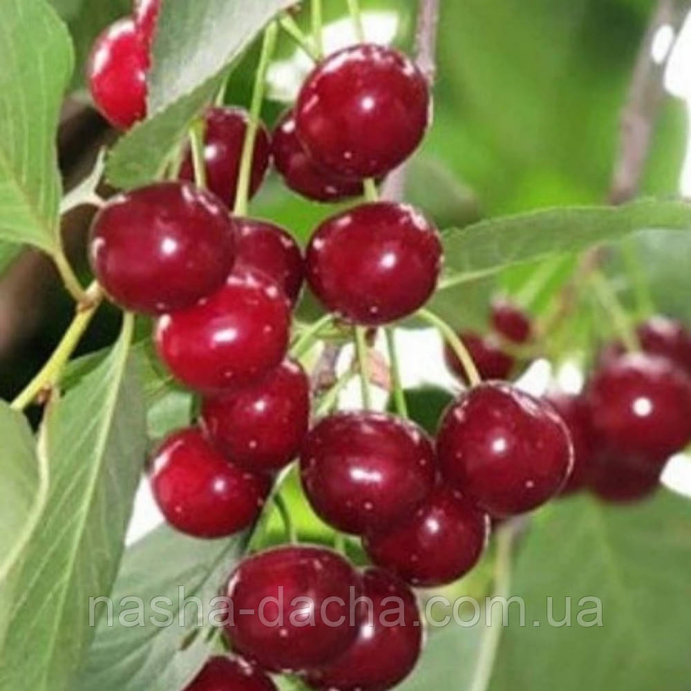 Вишня Гріот Всіх Святих (середньостигла)