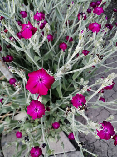 Лихнис корончатый Моенч (Lychnis coronaria Moench), саженец, цена 35 ...
