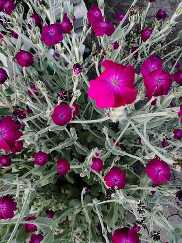 Лихнис корончатый Моенч (Lychnis coronaria Moench), саженец, цена 35 ...