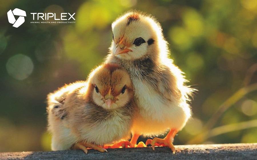 Ветпрепараты, комбикорма и товары для животноводства от компании Triplex