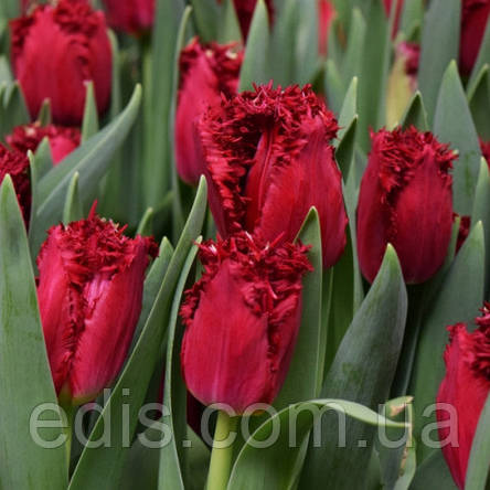 Тюльпан Versace (Versace) оторочений 3 цибулини, фото 2