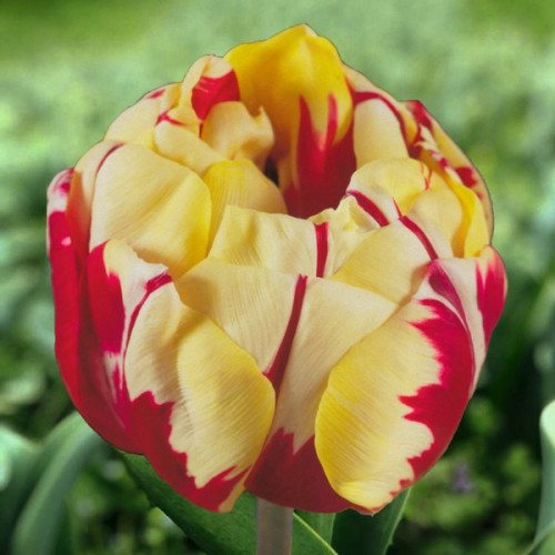 Тюльпан Monsella  12+