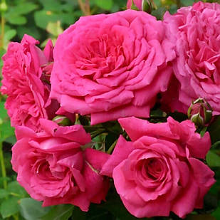 Саджанці плетистої троянди Лагуна (Rose Laguna)