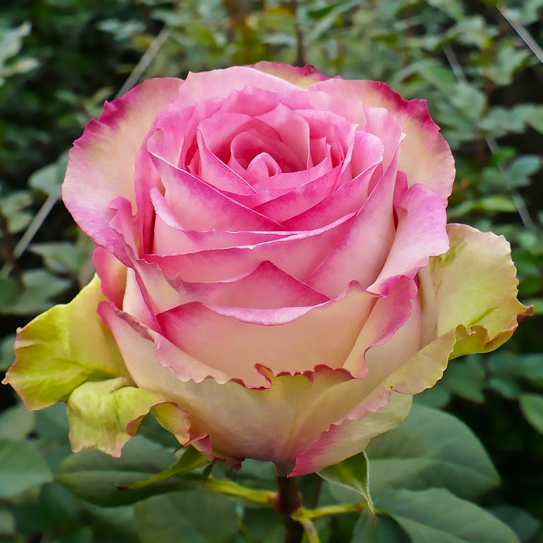 Саджанці чайно-гібридної троянди Есперанса (Rose Esprance)