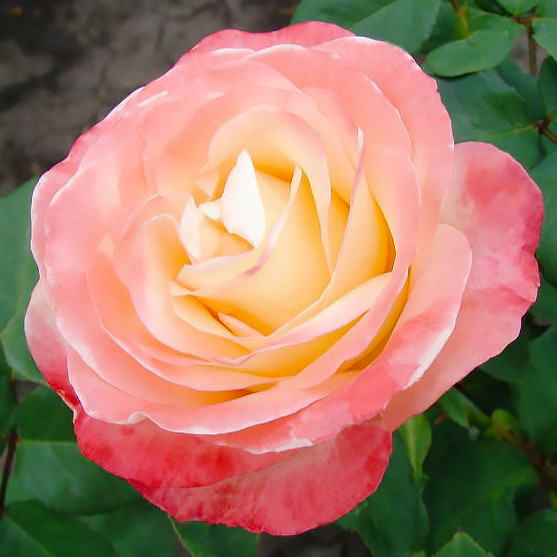 Саджанці чайно-гібридної троянди Белла Перла (Belle Rose Perle)