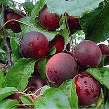 Саджанці диплоїдних слив