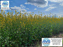 Ріпак озимий Джордан РС під раундап. Насіння озимого ріпаку Джордан із врожайністю 45 г/га під гліфосат., фото 7
