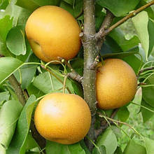 Саджанці азіатських груш