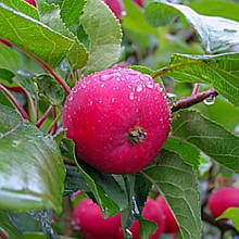 Саджанці райської яблуні