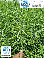 Ріпак озимий Джордан РС під раундап. Насіння озимого ріпаку Джордан із врожайністю 45 г/га під гліфосат., фото 6