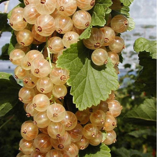 Саджанці смородини білої Версальської - раннього терміну, невибаглива, урожайна, фото 1