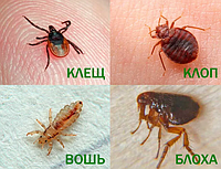 Професійне засіб від бліх, кліщів, клопів, тарганів, мурашок, солдатиків і інших комах