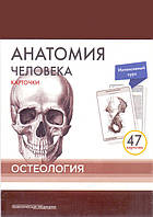 Сапин, Анатомия человека: КАРТОЧКИ (47шт). Остеология. Русские и латинские названия анатомических структур