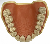 Модель тренировочная со съёмными зубами HTS-A5-01U (верхняя челюсть)