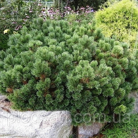 Сосна гірська Pumilio 7,5 л