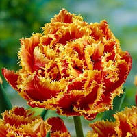 Тюльпан махровий оторочений Gold Dust 11/12