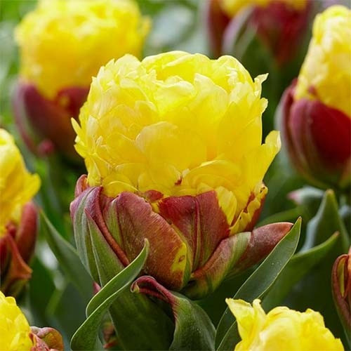 Тюльпан махровий Ice Cream Banana 11/12