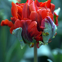 Тюльпан ROCOCO DOUBLE 10/11