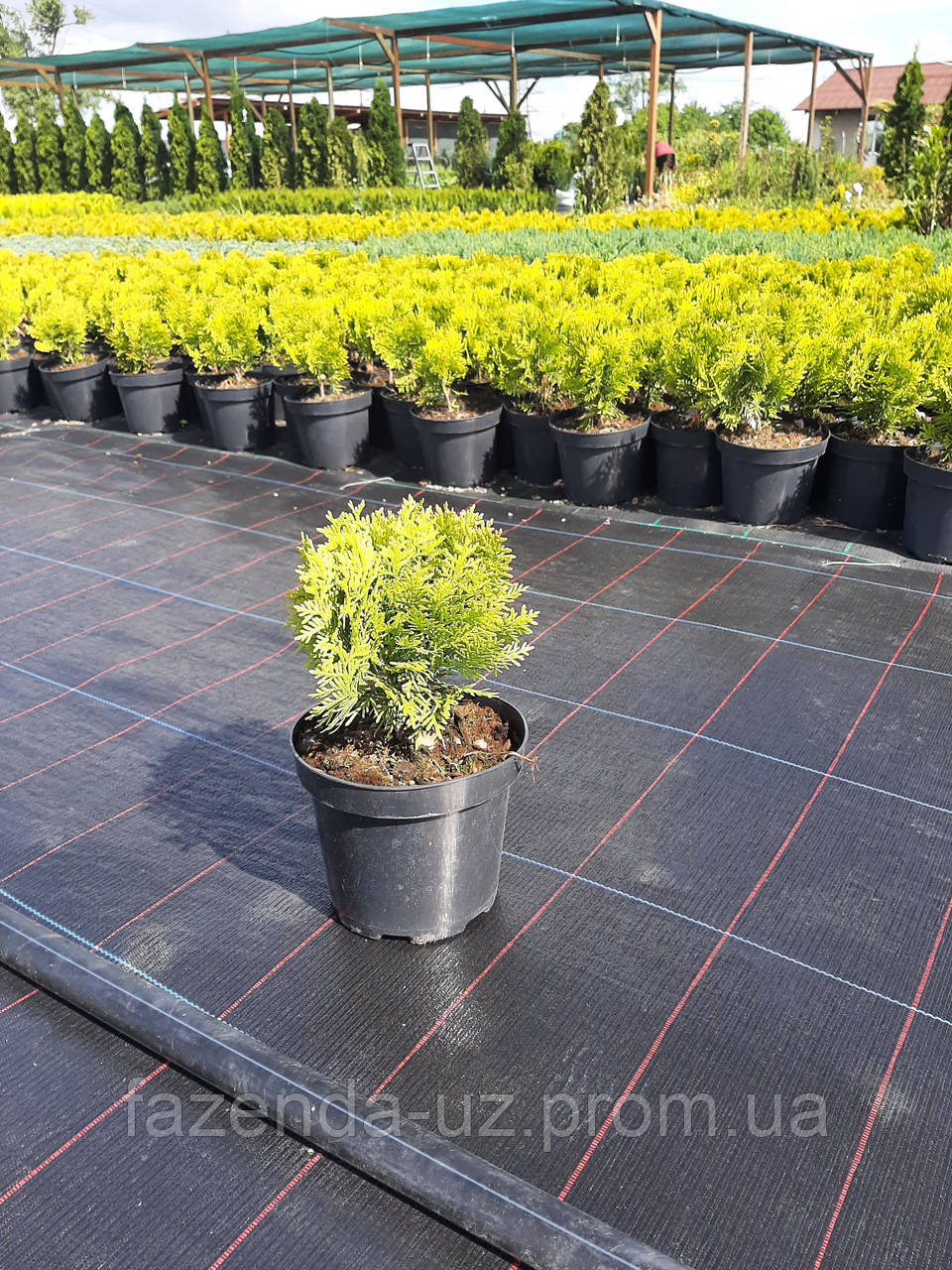 Туя західна Мірьям С2 (Thuja occidentalis Mirjam)
