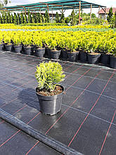 Туя западная Мирьям С2 (Thuja occidentalis Mirjam)