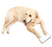 Вініловий фон 2.5 х 4.0 м Білий Матовий VINIL BD-PRO Premium вініловий фон для фото, відео студійний, фото 8