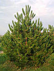 Саджанці Сосни звичайної (Pinus sylvestris) 3-х річна С3, фото 2