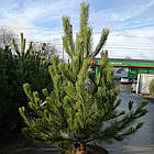 Саджанці Сосни Палласа (Кримська) (Pinus pallasiana) 3-х річна С3, фото 2