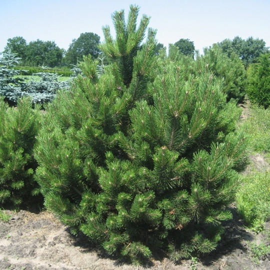 Саджанці сосни чорної (Австрійської) (Pinus nigra austriaca) 3-х річна С3