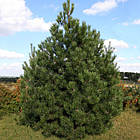 Саджанці сосни чорної (Австрійської) (Pinus nigra austriaca) 3-х річна С3, фото 2