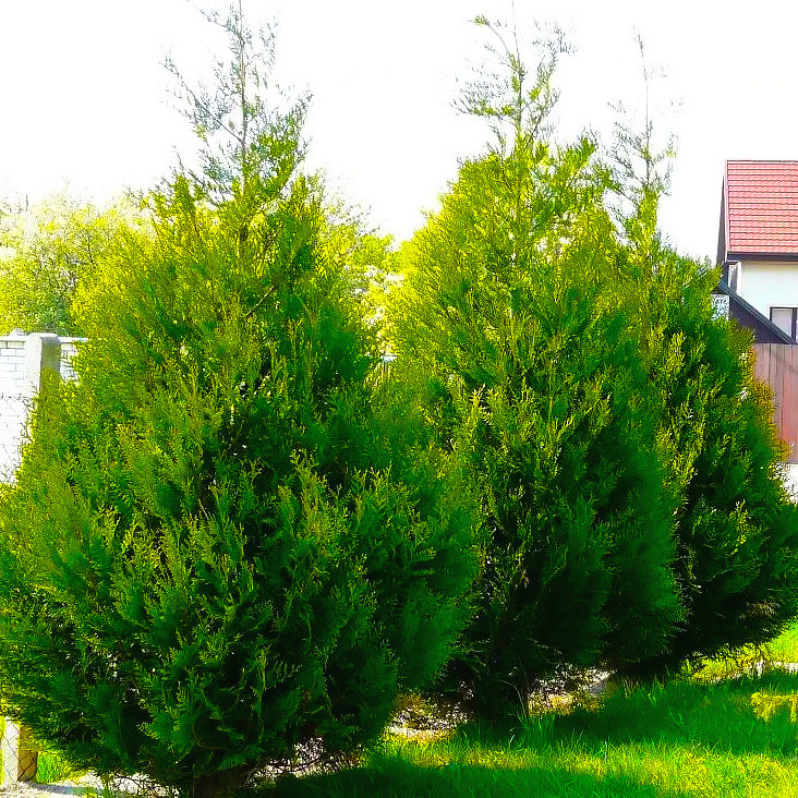 Саджанці Туї складчастої Атровіренс (Thuja plicata Atrovirens) Р9
