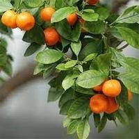Саджанці мандарина Сатсума (Satsuma) (дворічний) — солодкий, ароматний