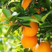 Саджанці апельсина Валенсія (дворічний) — ранній, ароматний, солодкий