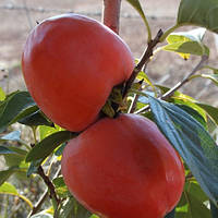 Саженцы хурмы Красный бриллиант (двухлетняя) - средняя, самоплодная, урожайная