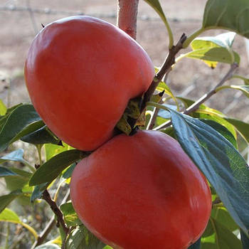 Саджанці хурми Червоний діамант (трирічна) - середня, самоплідна, урожайна