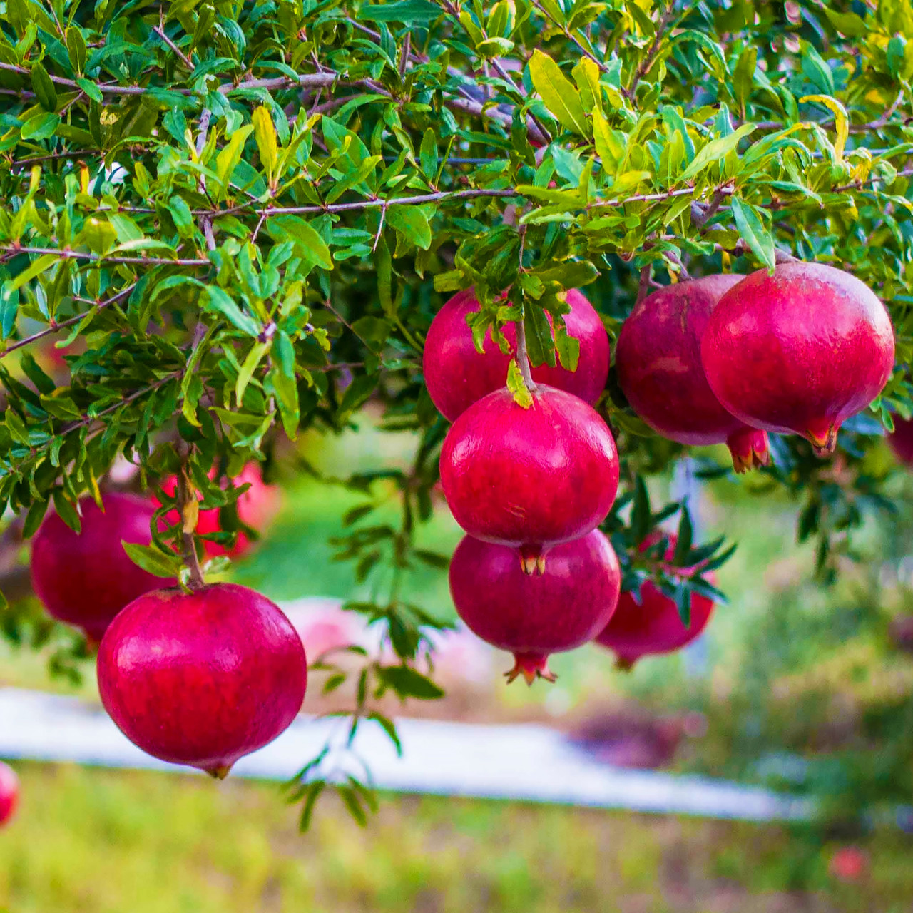 Саджанці Граната Гюлоша рожева - середнього строку дозрівання, крупноплідна, тонкошкірий Р9, фото 1