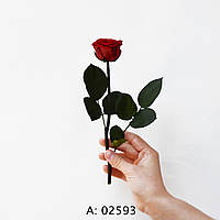 Червона троянда на стеблі Verona Red