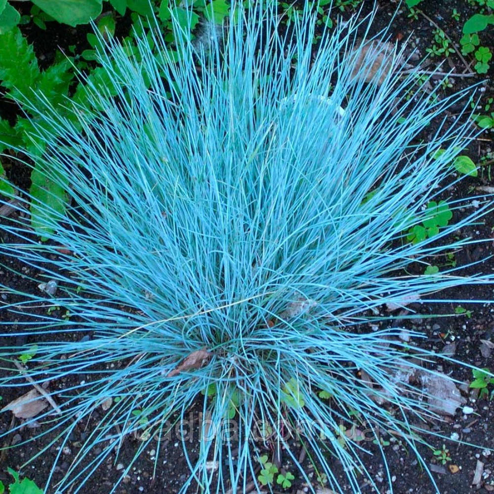 Вівсяниця Блю Ред (горщик 0,5л), фото 1