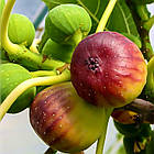 Саджанці Інжиру (Olimpian) - 3-х річний морозостійкий, солодкий, фото 2