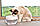 Питний фонтан для котів PAWOOF 1.5L, поїлка для кота з фільтром, фото 7