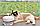 Питний фонтан для котів PAWOOF 1.5L, поїлка для кота з фільтром, фото 8