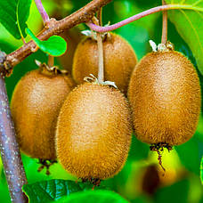 Ківі 1-річний