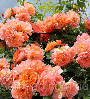 Троянда на штамбі Вестерленд ( саджанці 2 роки h 120 - 130см)