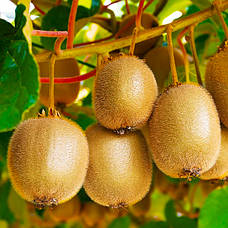 Ківі 3-х річний