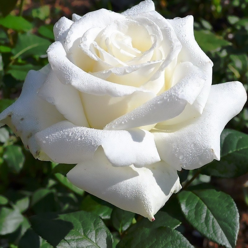 Саджанці чайно-гібридної троянди Анастасія (Rose Anastasia)